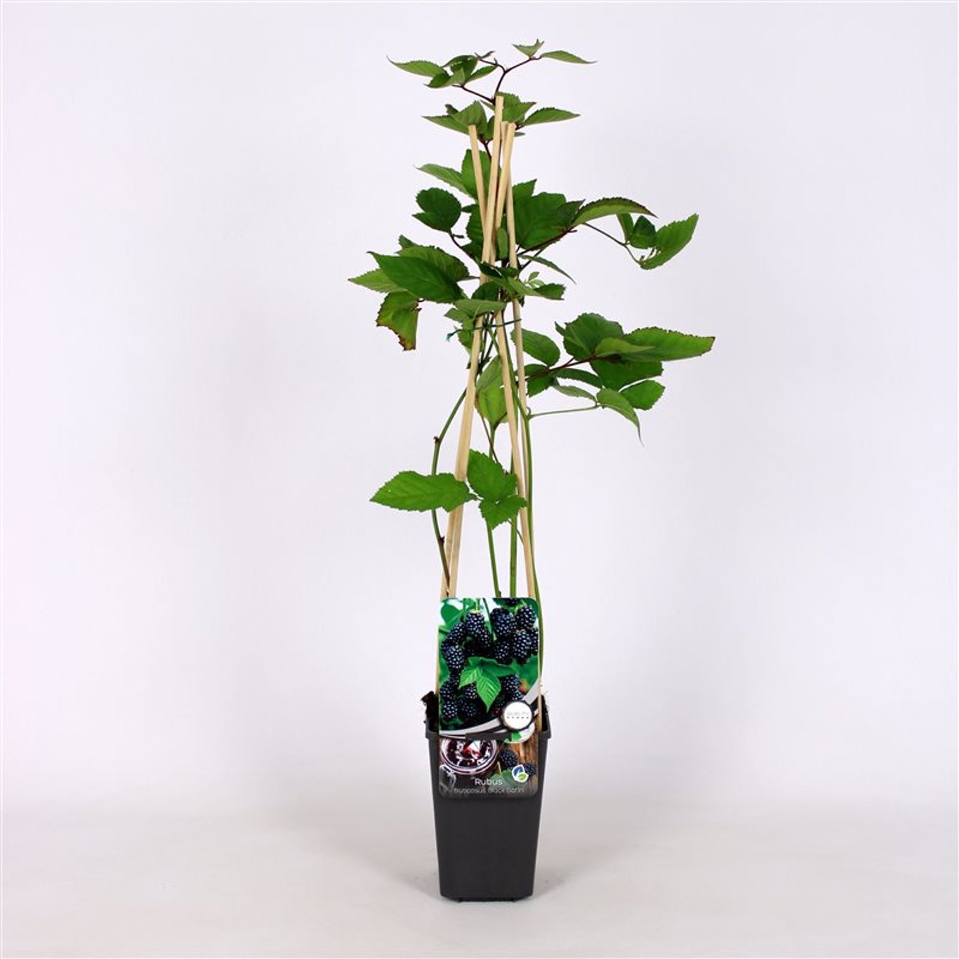 Rubus frut. 'Black Satin' - C2 70/+ CM